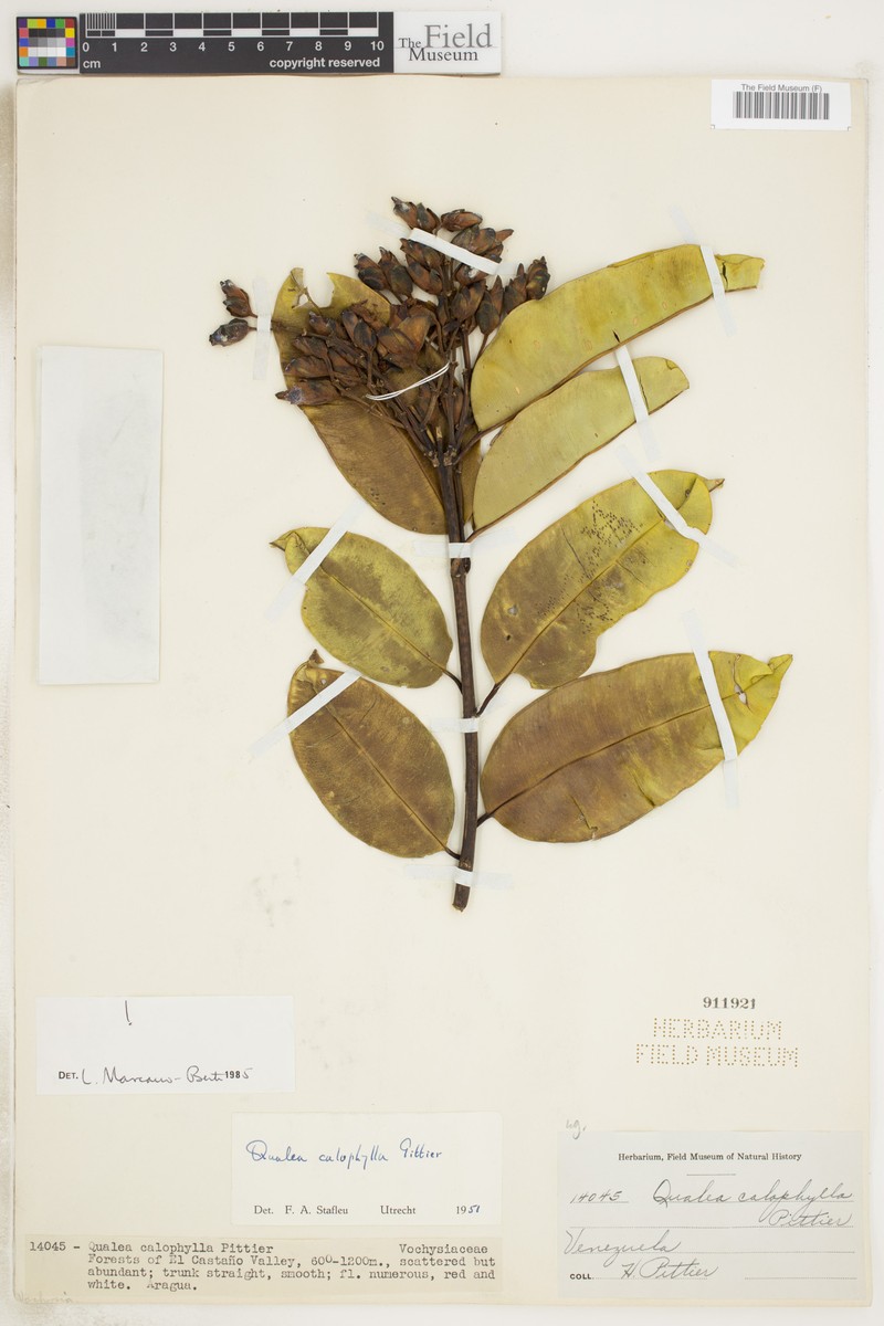 Qualea calophylla photo 3