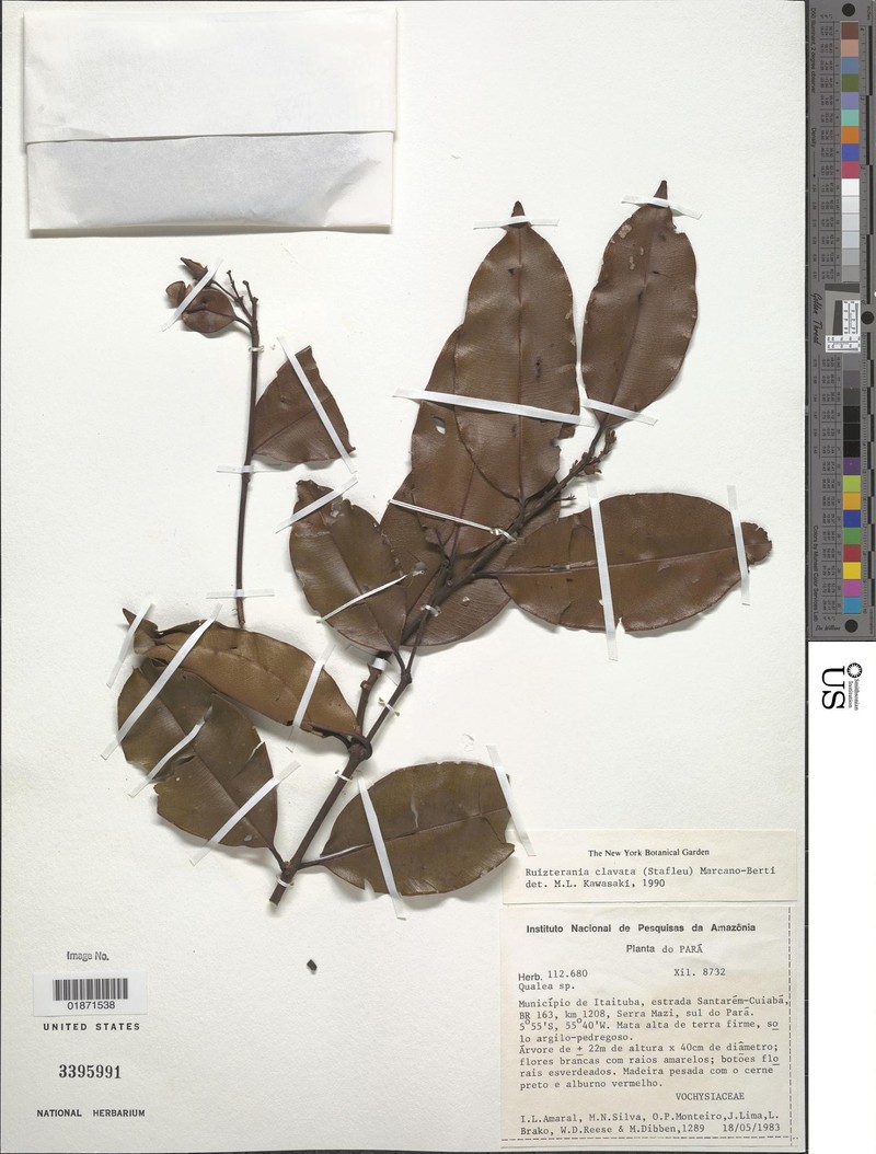 Qualea clavata