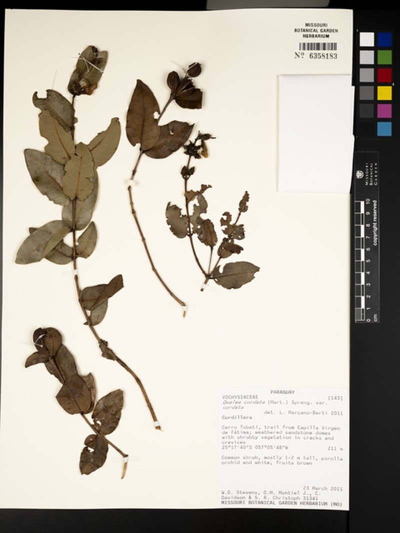Qualea cordata var. cordata