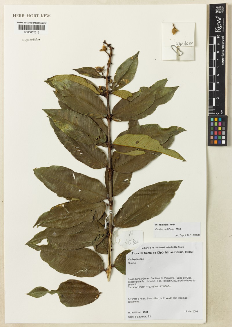 Qualea multiflora subsp. multiflora