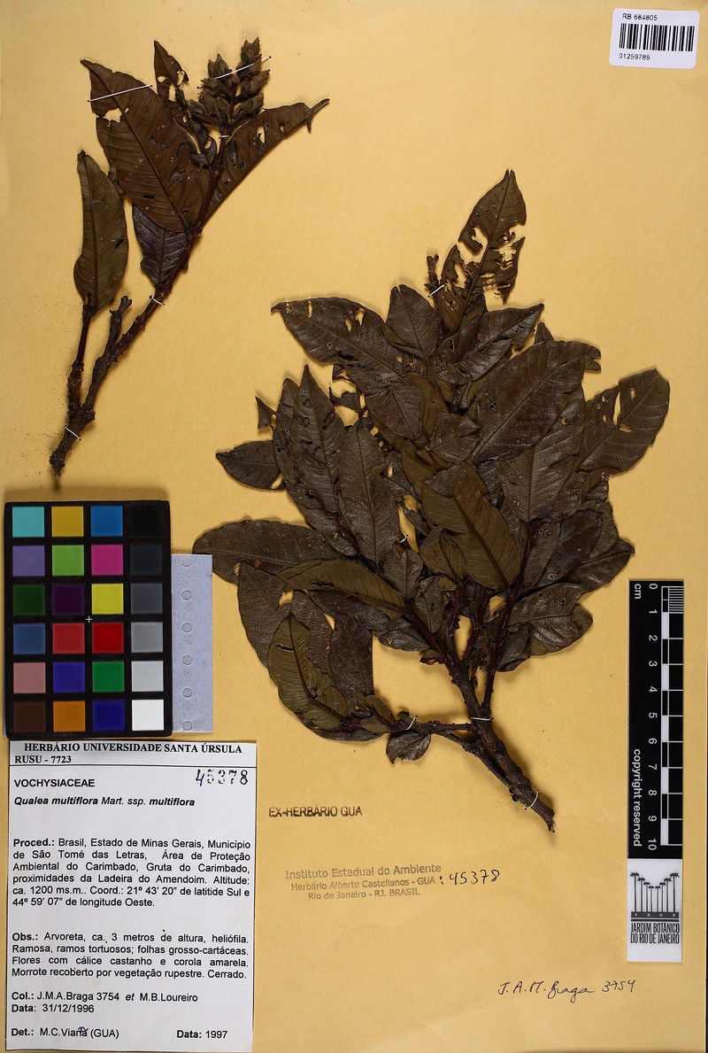 Qualea multiflora subsp. multiflora photo 2
