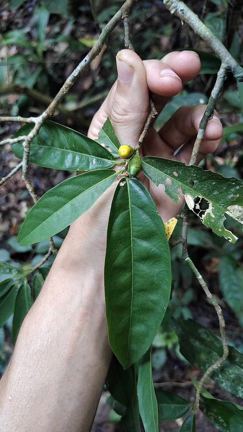 Quararibea angustifolia