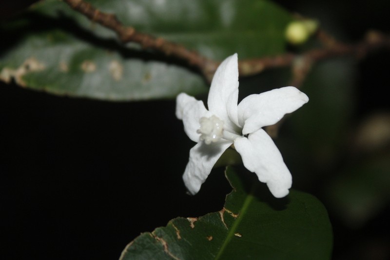 Quararibea angustifolia photo 2