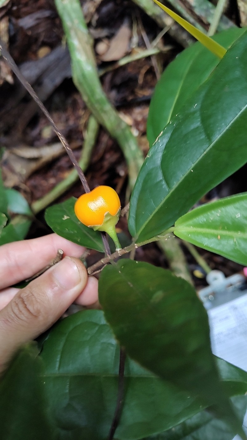 Quararibea angustifolia photo 3
