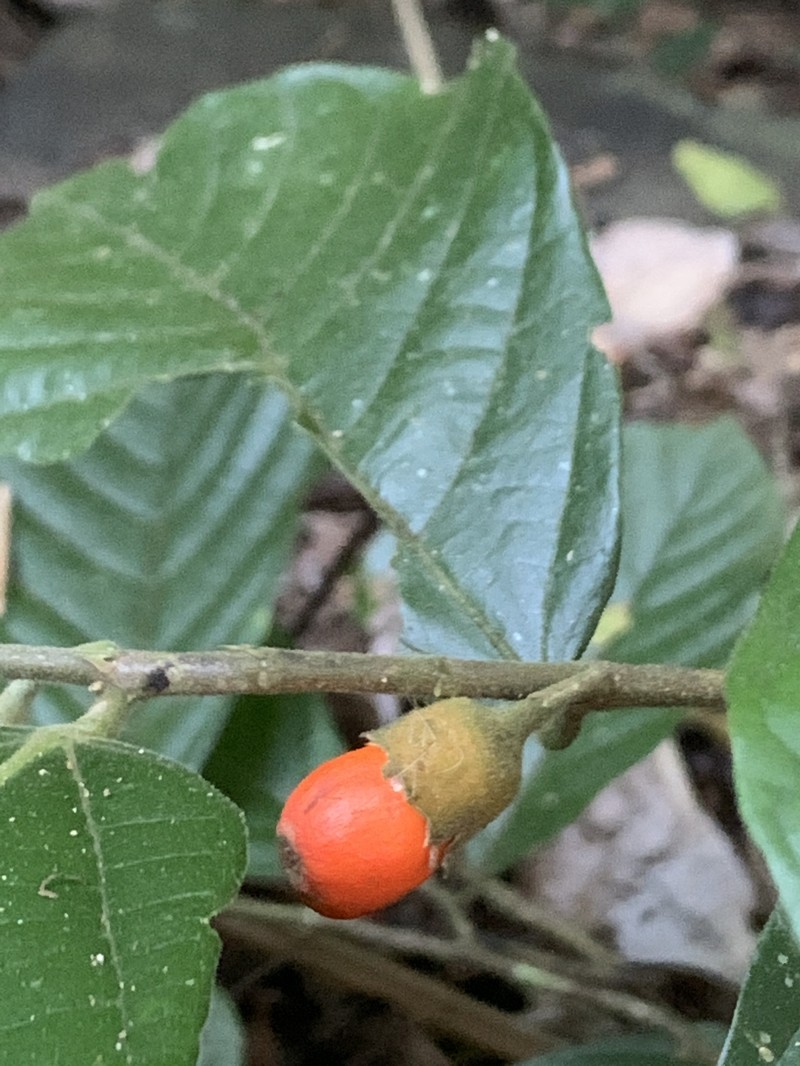 Quararibea bragae photo 2