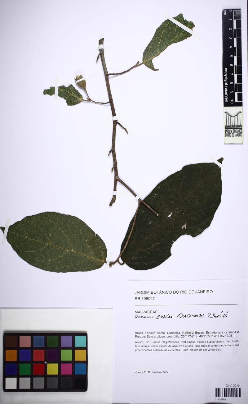 Quararibea bragae photo 3