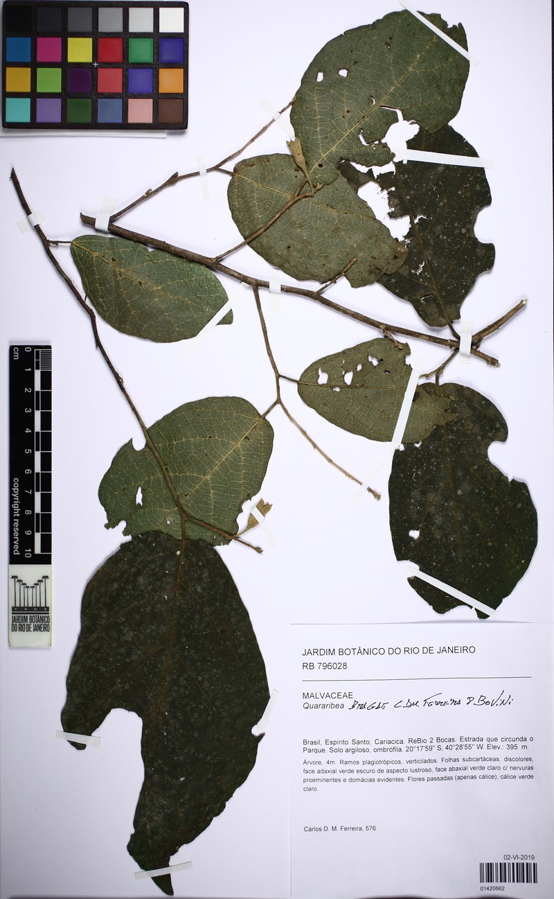 Quararibea bragae photo 4
