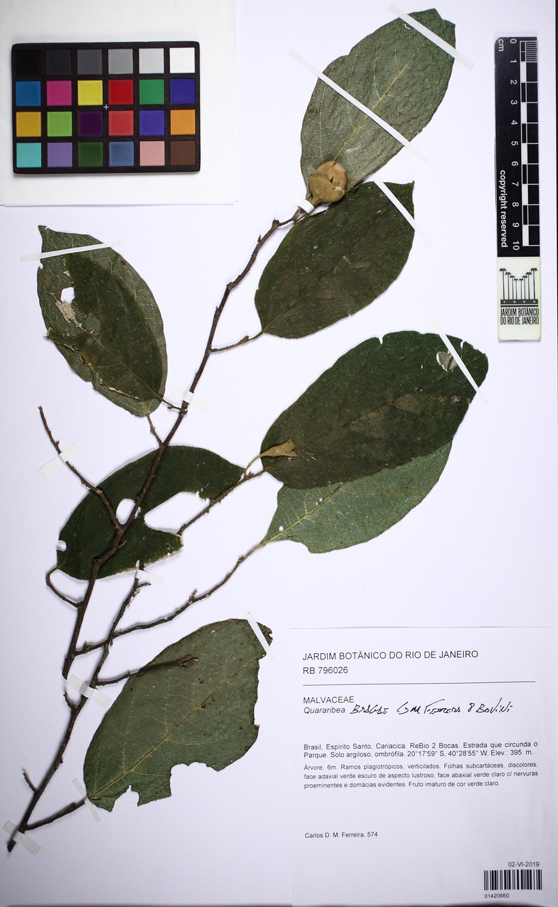 Quararibea bragae photo 5
