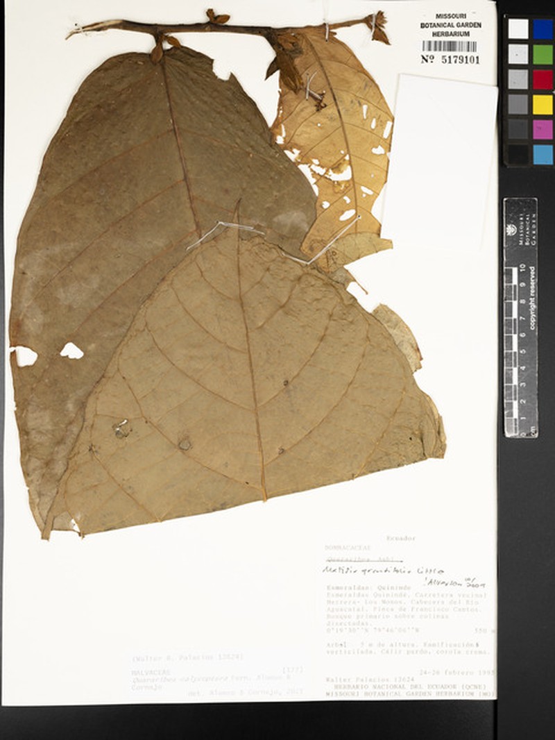 Quararibea calycoptera