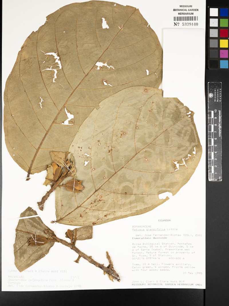 Quararibea calycoptera photo 2