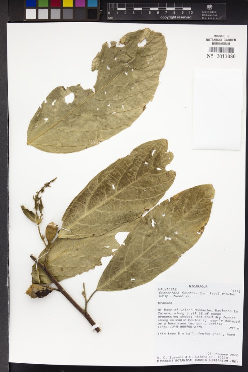 Quararibea funebris subsp. funebris