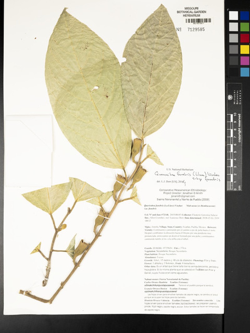 Quararibea funebris subsp. funebris photo 2