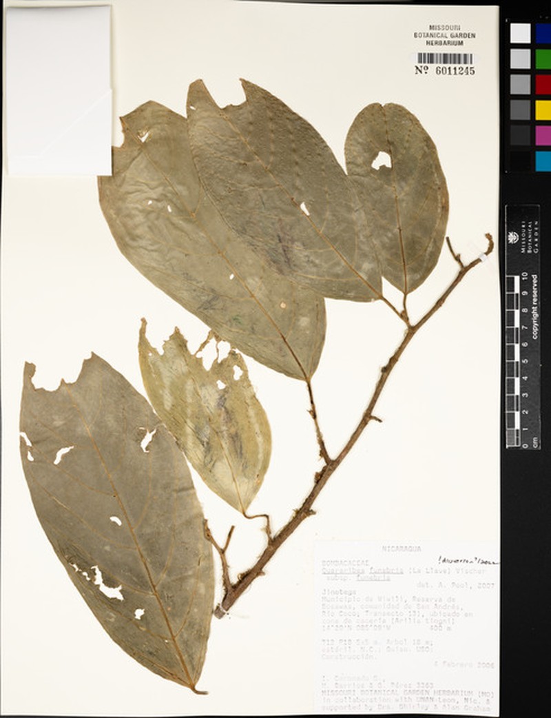 Quararibea funebris subsp. funebris photo 3