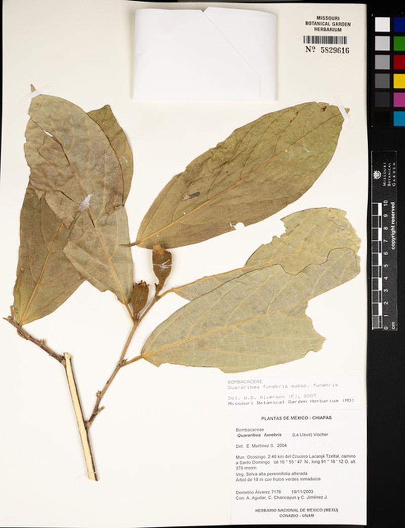 Quararibea funebris subsp. funebris photo 4