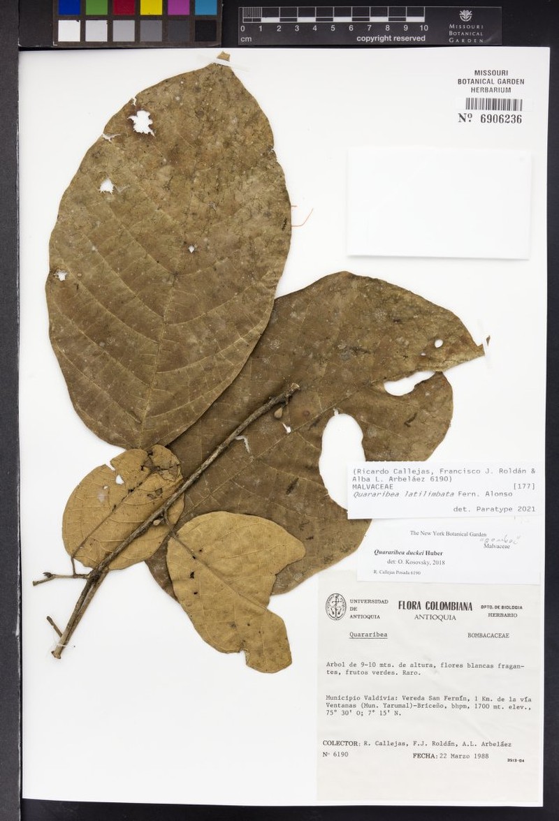 Quararibea latilimbata