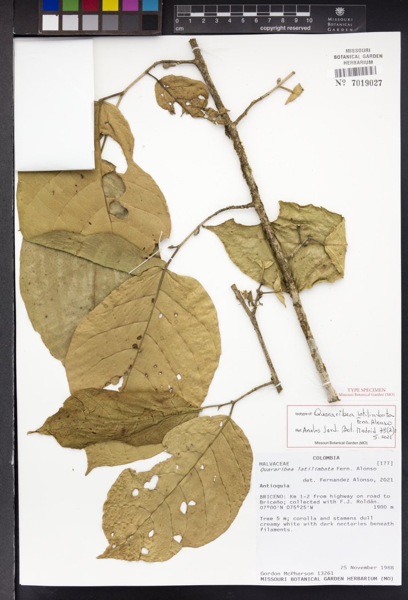 Quararibea latilimbata photo 2