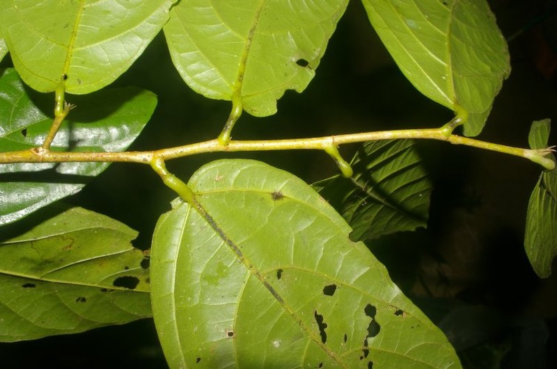 Quararibea nigrescens