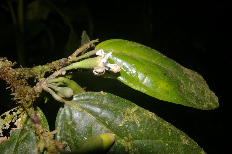 Quararibea nigrescens photo 2