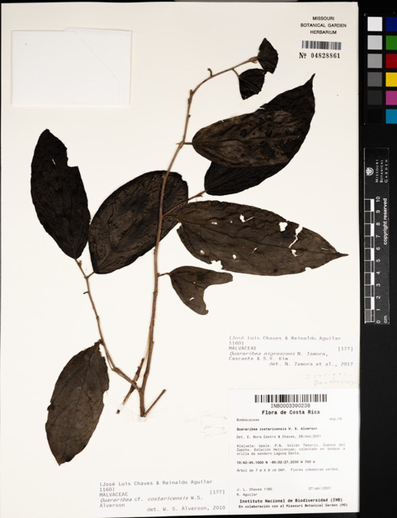 Quararibea nigrescens photo 3