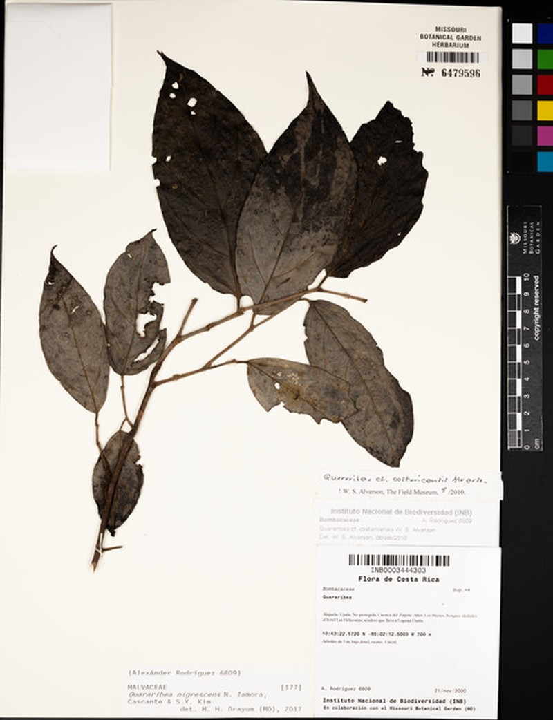 Quararibea nigrescens photo 4