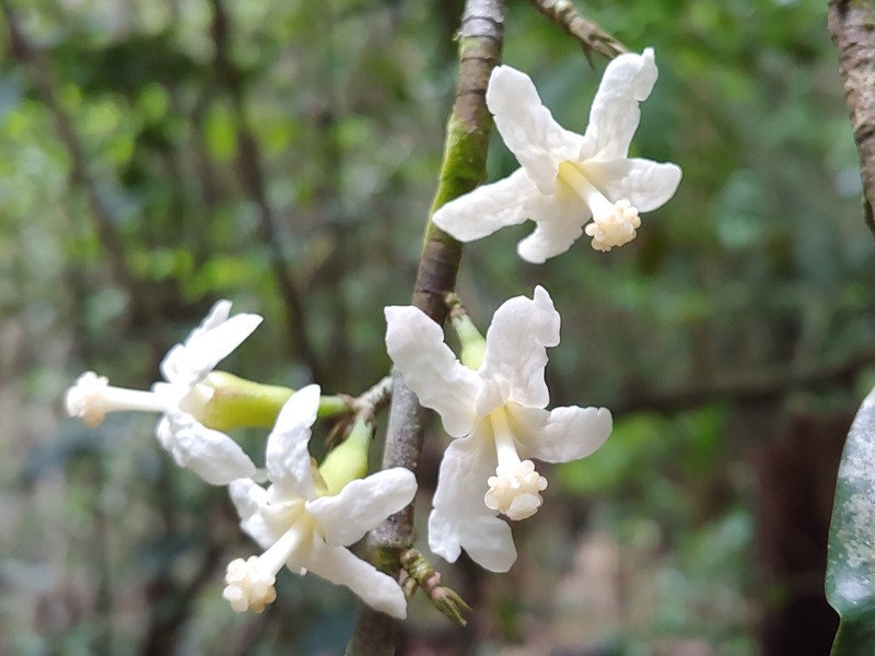 Swizzlestick Tree photo 2