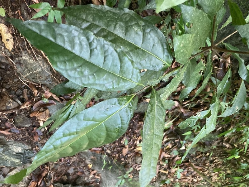 Swizzlestick Tree photo 4