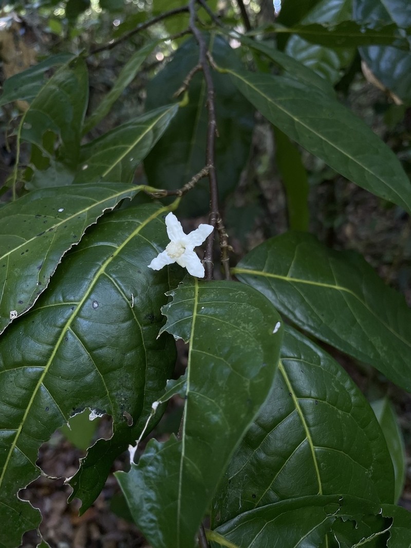 Swizzlestick Tree photo 7
