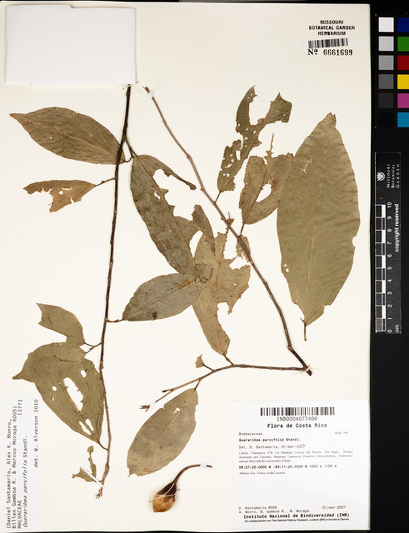 Quararibea yunckeri subsp. yunckeri