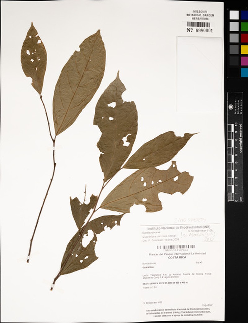Quararibea yunckeri subsp. yunckeri photo 2