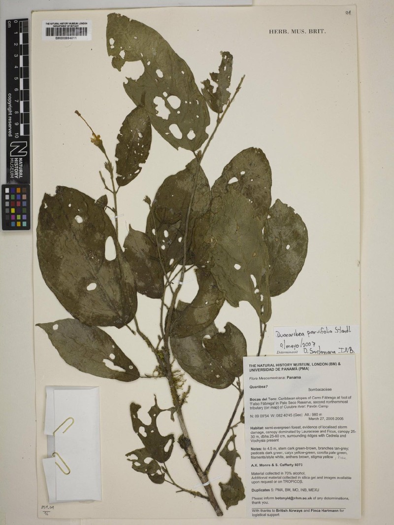 Quararibea yunckeri subsp. yunckeri photo 3