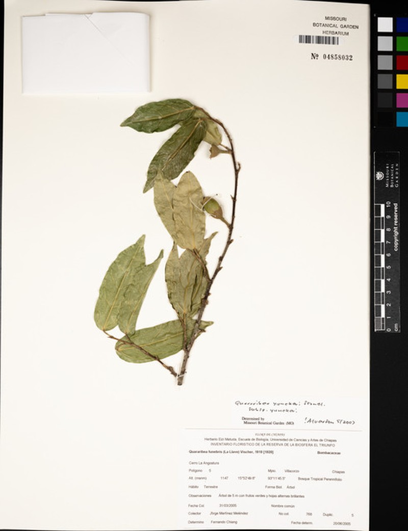 Quararibea yunckeri subsp. yunckeri photo 4