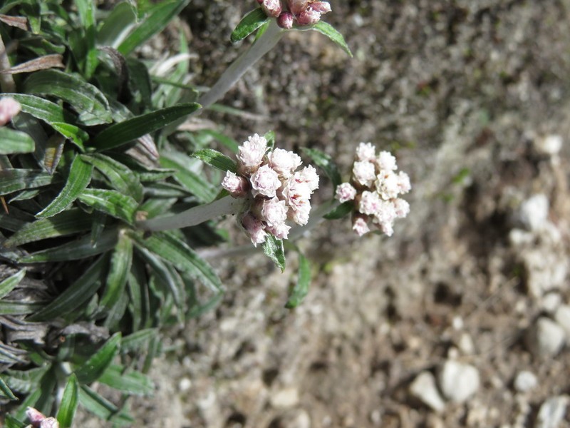 Quasiantennaria linearifolia