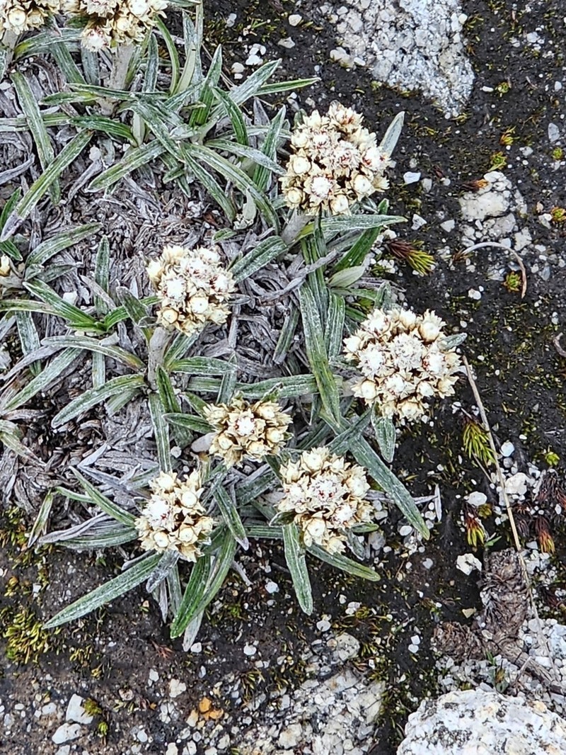 Quasiantennaria linearifolia photo 2