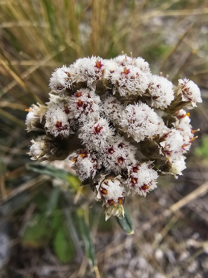 Quasiantennaria linearifolia photo 3