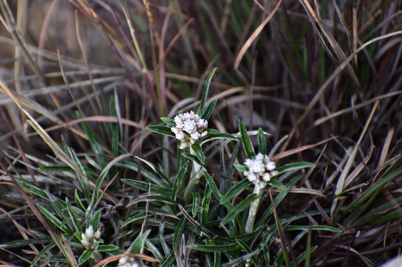 Quasiantennaria linearifolia photo 4