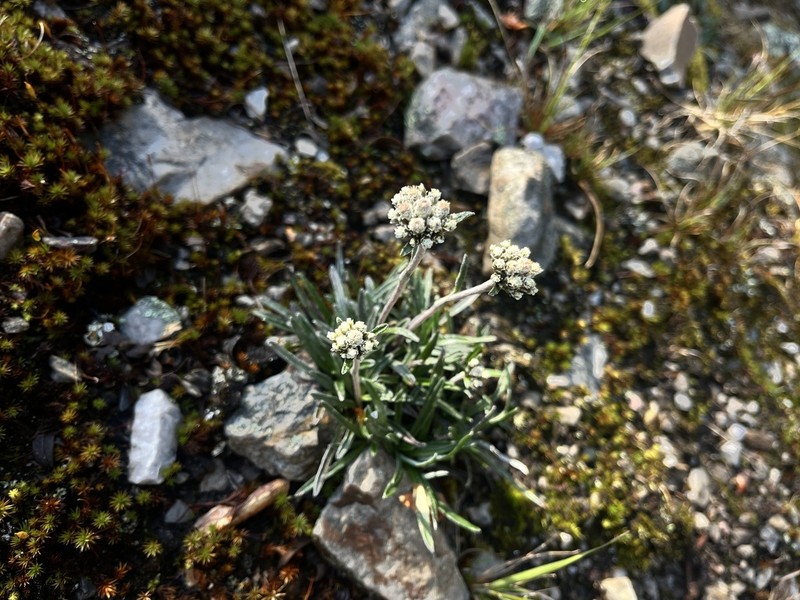 Quasiantennaria linearifolia photo 5