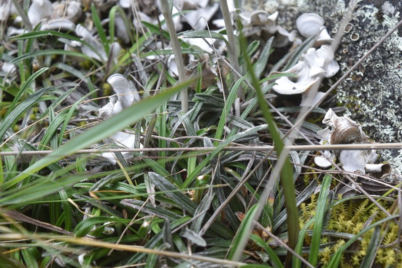Quasiantennaria linearifolia photo 6