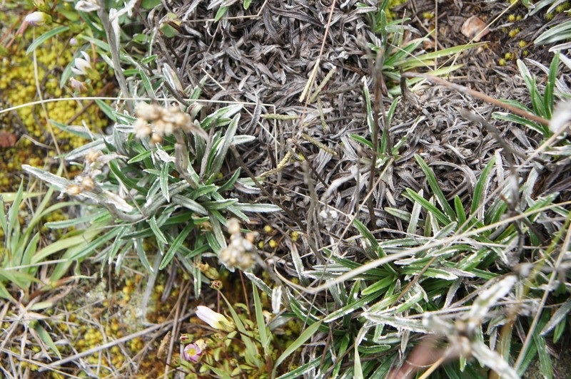 Quasiantennaria linearifolia photo 7