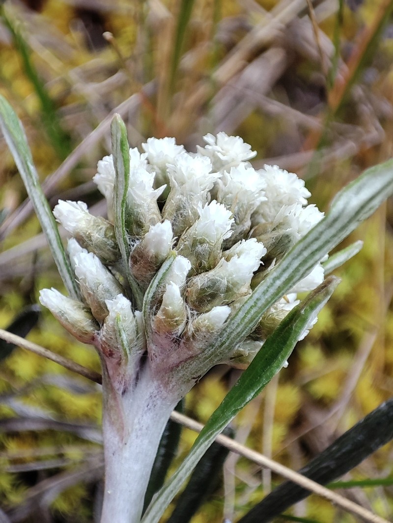 Quasiantennaria linearifolia photo 8