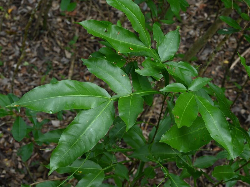 Quassia Wood photo 8