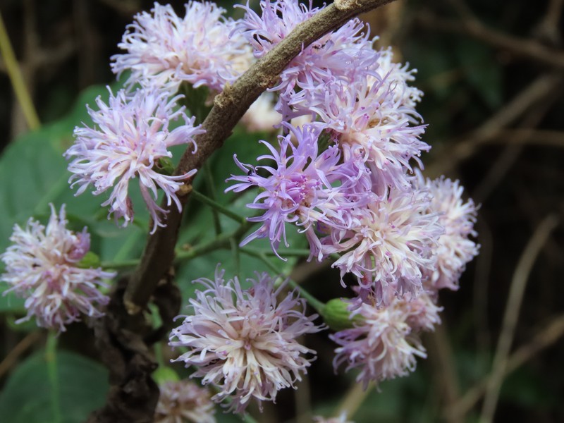 Quechualia fulta
