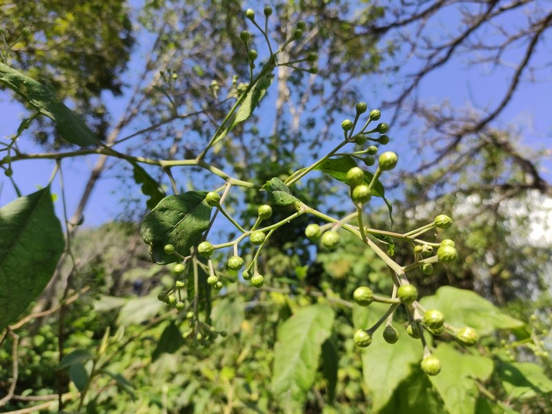 Quechualia fulta photo 2