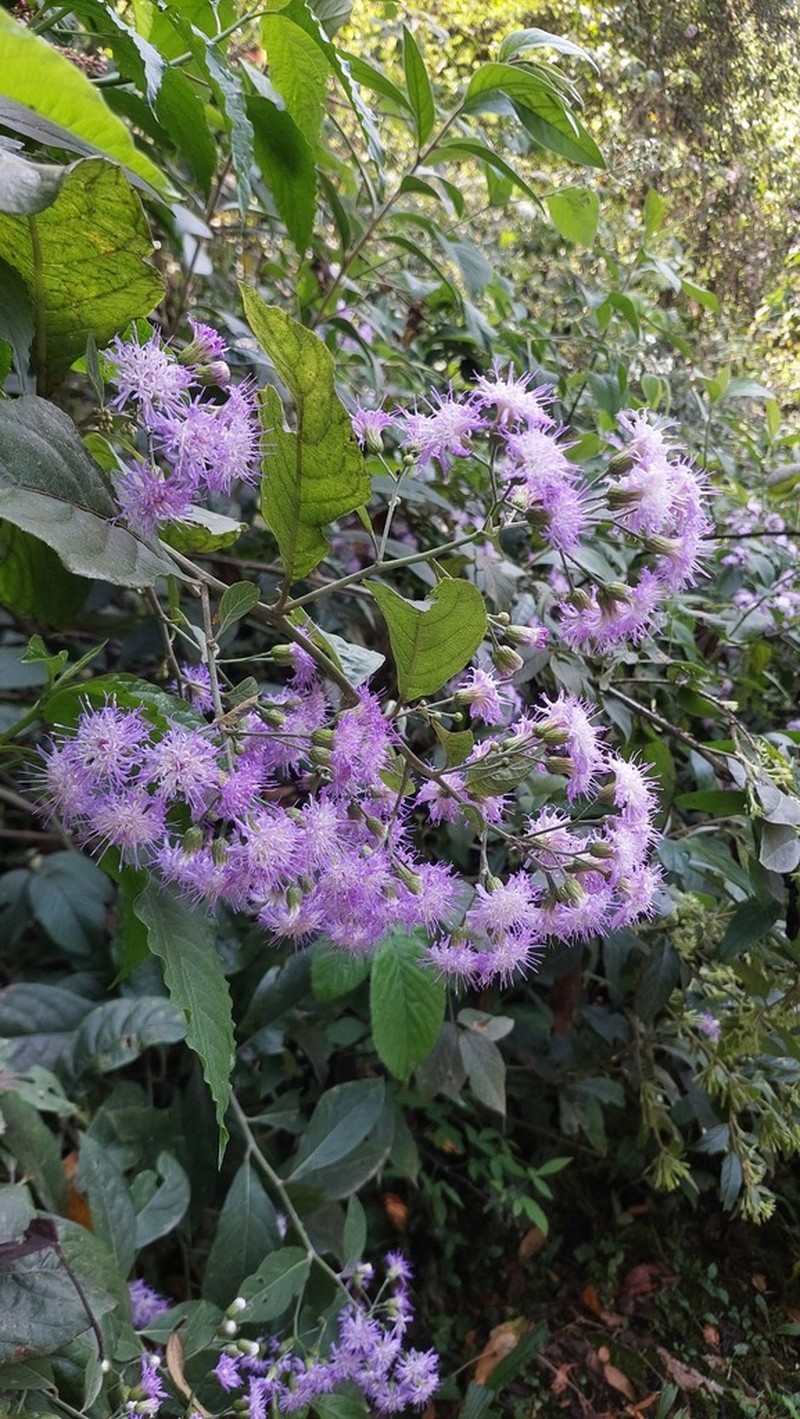 Quechualia fulta photo 4