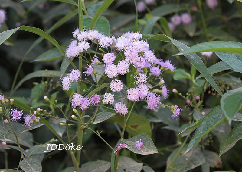 Quechualia fulta photo 6