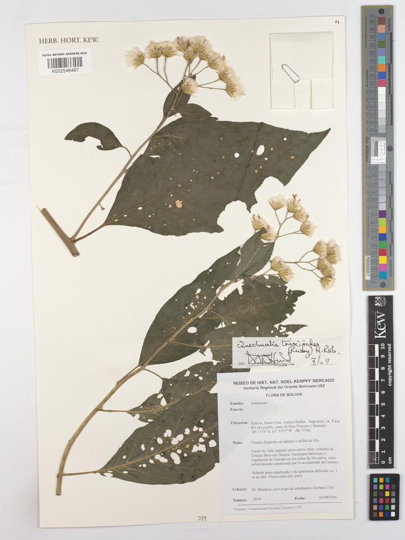 Quechualia trixioides