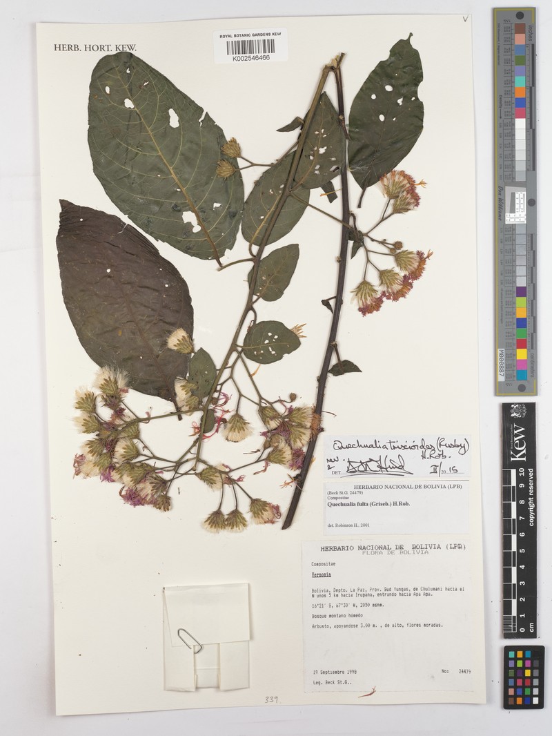 Quechualia trixioides photo 2