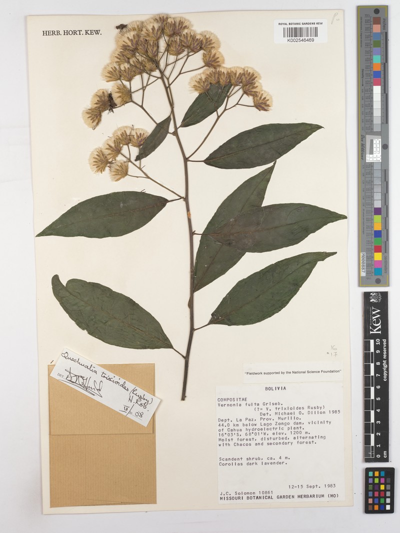 Quechualia trixioides photo 3