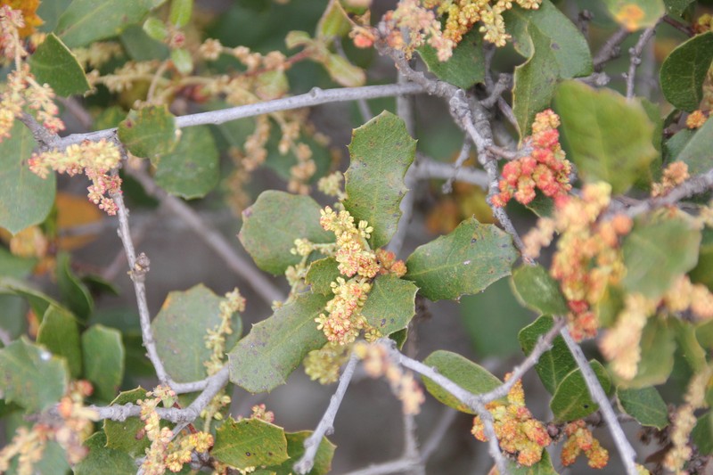 Quercus × acutidens