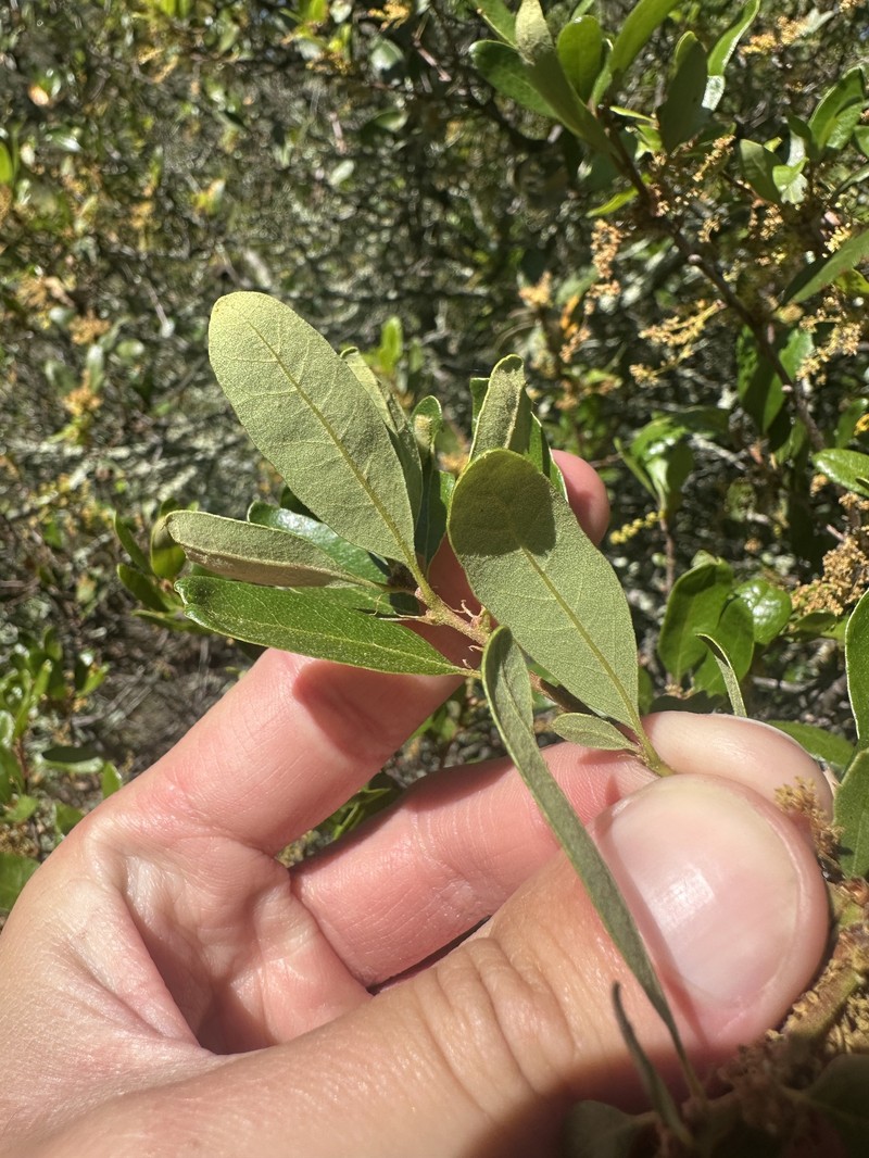 Quercus × acutidens photo 4