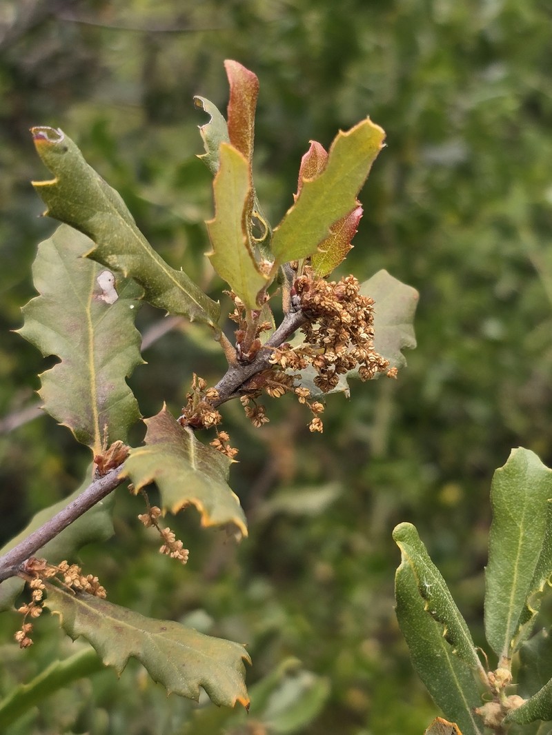 Quercus × acutidens photo 6
